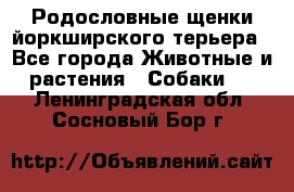 Родословные щенки йоркширского терьера - Все города Животные и растения » Собаки   . Ленинградская обл.,Сосновый Бор г.